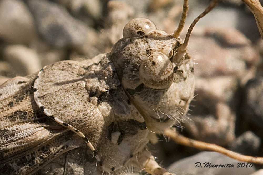 Cavalletta...mimetica!